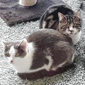 Streicheleinheiten für Katzenbrüder