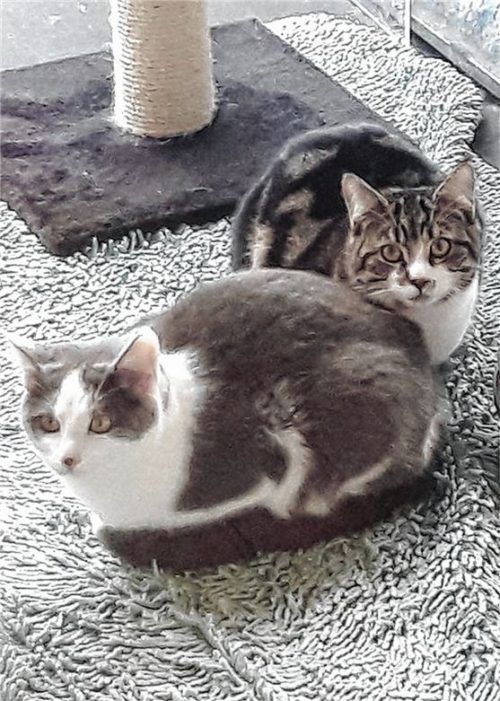 Frankie und Ferdi sind rund 18 Monate alt.
