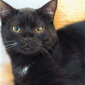 Kater Balou liebt die Gemütlichkeit