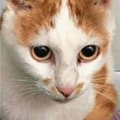Anhänglicher und verschmuster Kater