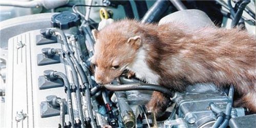 Marder vergreifen sich jährlich mehrere Hunderttausend Mal an Kabeln im Motorraum von Pkws. Foto  ADAC/mid/akz-o