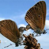 Ist der Schmetterling bald ganz vom Innkanal verjagt?