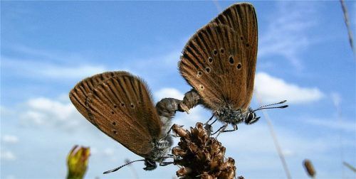 Noch am Inndamm zu Hause: der Wiesenknopfameisenbläuling.Foto zahn