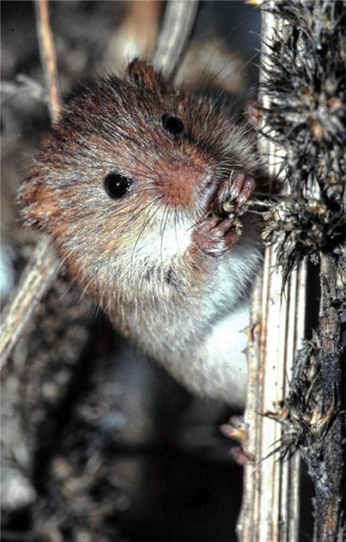 Putziges, knopfäugiges und gefährdetes Tierchen. Zu wenige Brachen gefährden das Leben der kleinen Zwergmaus. Foto Zahn