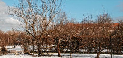Spalierobst, Zwetschgen- und Apfelbäume im Nutzpflanzenbereich des Botanischen Gartens. Foto  Ehrentraud Bayer