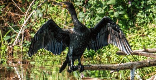 Typische Haltung: Ein Kormoran beim Trocknen seiner Flügel. Foto dpa