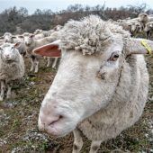 Wolf, Wachstum, Weidetiere