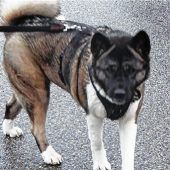 Yoko – ein echter „Sonntagshund“