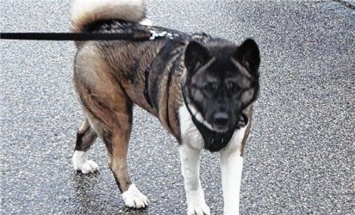 Yoko ist sehr aufgeschlossen und verspielt.