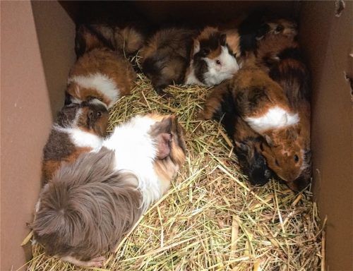 13 Meerschweinchen hat eine Autofahrerin jetzt in einer Schachtel bei Söchtenau entdeckt. Foto Tierheim