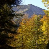Bayerns Wald im Trockenstress
