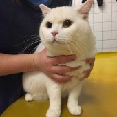 Dusel-Kater überlebt Balkon-Sturz