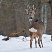 Frei laufende Hunde reißen Wildtiere