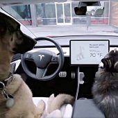 Komfortklima für Hund und Katz