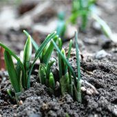 Maiglöckchen ist starklar – im Februar