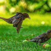 Maue Beteiligung beim Foto-Wettbewerb