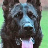 Schäferhund Rex: Polizei ermittelt