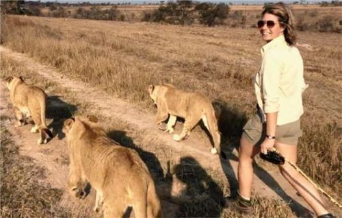 Als wenn´s Alltag wär: der Spaziergang mit Löwen.