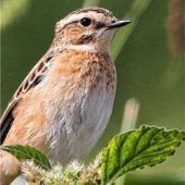 Braunkehlchen ist vom Aussterben bedroht