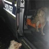 Zwei Hunde, sechs Beine und charmante Polizei