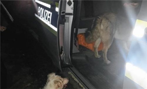 Da drin sind Leckerlis. So lockten die beiden Polizisten aus Waldkraiburg die ausgerissenen dreibeinigen Hunde in ihren Kombi.Foto kla