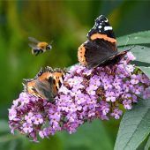 Last auf viele Schultern verteilen