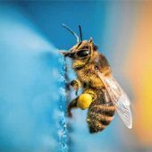 Die Landwirte sind Opfer des Systems