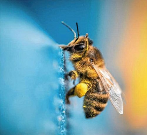 Das Volksbegehren „Rettet die Bienen“ will ein Umdenken im Kampf für die Artenvielfalt erreichen. Foto dpa