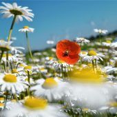 „Rettet die Bienen“ sorgt weiter für Unruhe