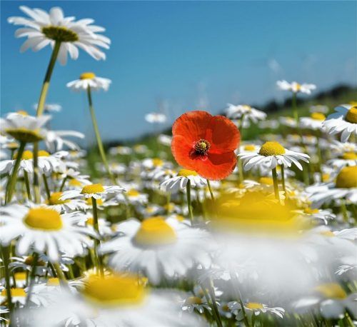 Das Volksbegehren zur Artenvielfalt bringt auch die Kritiker auf den Plan. Foto dpa