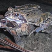 Grasfrosch hüpft auf die Vorwarnliste