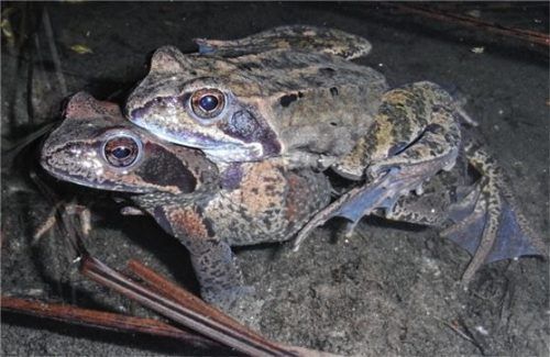 Das Vorkommen des Grasfrosches im Stadtpark Waldkraiburg ist fast erloschen.Foto Zahn