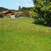 Gemeinde legt Blumenwiesen an