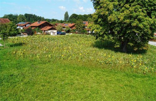 Der Naturschutz liegt Eggstätt am Herzen: Auf gemeindeeigenen Flächen werden seit einigen Jahren Blumenwiesen angelegt. Fotos elk/re
