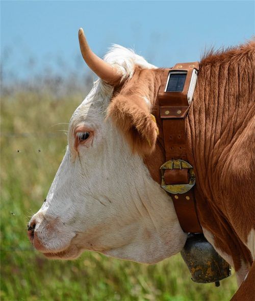 Der Streit um läutende Kuhglocken wird vor Gericht ausgetragen. Foto dpa