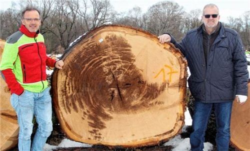 Die mächtigste Eiche der Submission mit 5,2 Festmetern präsentieren (rechts) Georg Höhensteiger, Vorsitzender der Waldbesitzervereinigung Rosenheim, und Geschäftsführer Michael Heffner.Foto Fischer