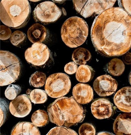 Die Waldbauern blicken mit Sorgen gen Frühjahr. Der Borkenkäfer sowie Bruchholz lassen die Preise purzeln. Foto DPA