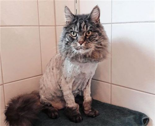 Ein stolzer Kater mit eigenem Kopf: Maine-Coon-Kater „Hardy“ aus dem Tierheim Ostermünchen. Er sucht ein neues Zuhause.Foto RE