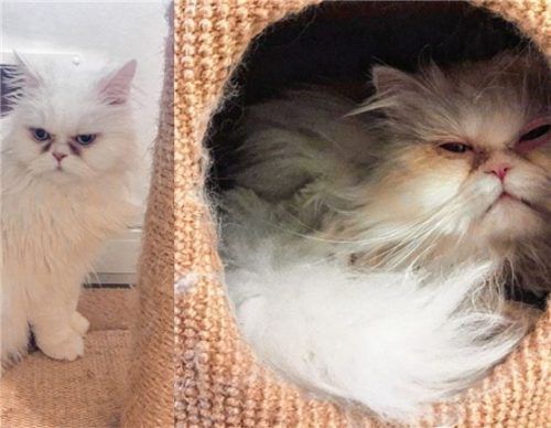 Extrem verschmust: die beiden Katzen „Coco“ und „Chanel“ aus dem Tierheim Ostermünchen, die neue Besitzer suchen.Foto re