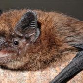 Zwergfledermaus blieb letzten Sommer aus