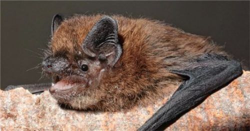 Hunger nach Insekten hat die Zwergfledermaus. Sie findet aber immer weniger davon. Foto Zahn