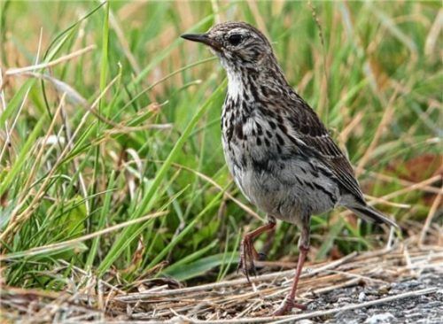 Ist der Wiesenpieper erst einmal verschwunden, kehrt er nicht mehr so schnell zurück. Der kleine Vogel droht auszusterben. Foto  Moning