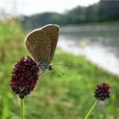 Auch sauberer Strom greift in Natur ein