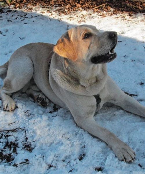 Labradorrüde „Leo“ ist zwei Jahre alt.