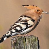 Wiedehopf verteidigt sich mit Kot