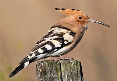 Mehr Vieh auf die Weide – fordert der Wiedehopf. Denn im Kuhdung findet er Insekten.Foto  Moning