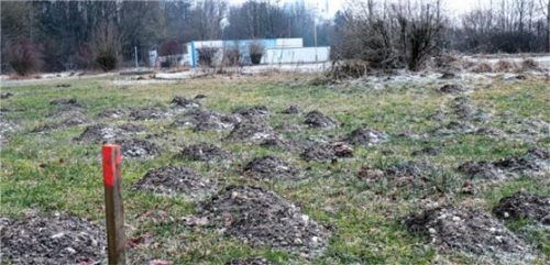 Noch graben am Gelände des ehemaligen Schwimmbads Maulwürfe die Erde um. Aber vielleicht kann schon im Frühjahr der erste Spatenstich für das Naturbad gesetzt werden. Foto  gruber