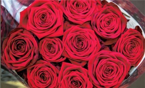 Rote Rosen sind nach wie vor der Renner in den regionalen Blumenläden zum Valentinstag. Foto DPa