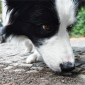 Giftköder? Hundebesitzer in Angst