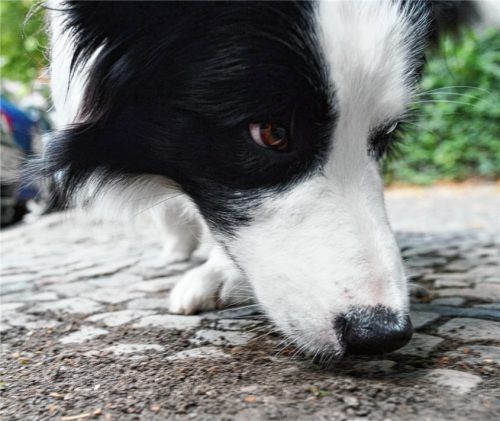 Tödliche Gefahr für Hunde:  ein vermeintlicher Leckerbissen, der vergiftet ist? Foto dpa